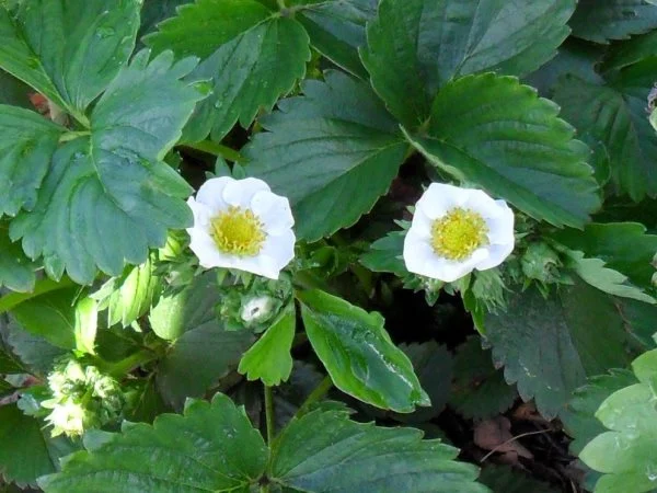 Poljoprivredni zavod USK podsjeća na nepohodne agrotehničke mjere u toku intenzivnog perioda vegetacije jagoda