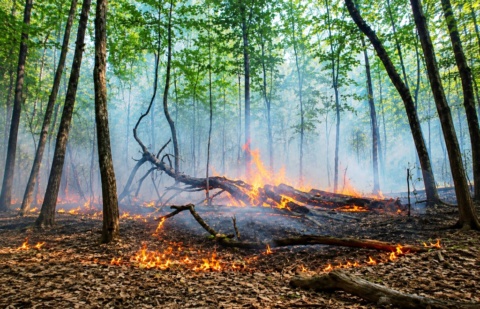 Požar na području Sasine kod Sanskog Mosta i dalje prijeti, nadležne službe na terenu