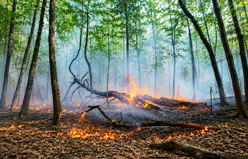 Požar na području Sasine kod Sanskog Mosta i dalje prijeti, nadležne službe na terenu