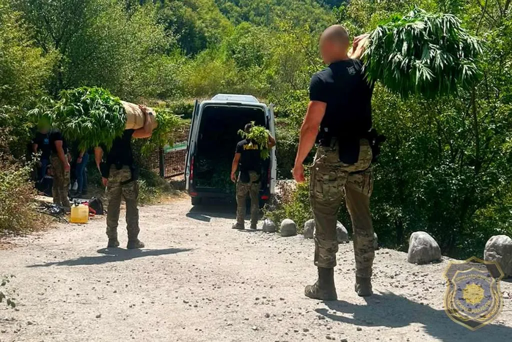 Na 12 plantaža u Drežnici pronađeno 1.679 stabljika kanabisa