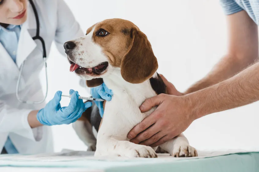 Veterinarska stanica Velika Kladuša provodi vakcinaciju pasa i mačaka protiv bjesnila